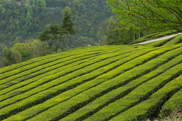 アルプススライドの作り方｜初心者が失敗しない植物選びと石の配置のコツ