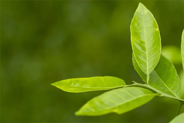 大丽花秋季管理：块茎越冬失败？3个判断关键让你明年也花开满园