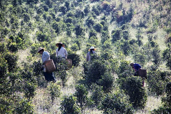 庭の植物病害を特定する方法：5つの病気と見分け方のコツ