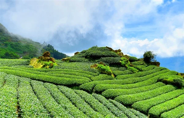 植えっぱなしでOK！水やり不要のコンテナガーデニング7選