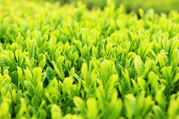 9月に植えるべき春咲き球根7選！まだ植えてはいけない1種とは？