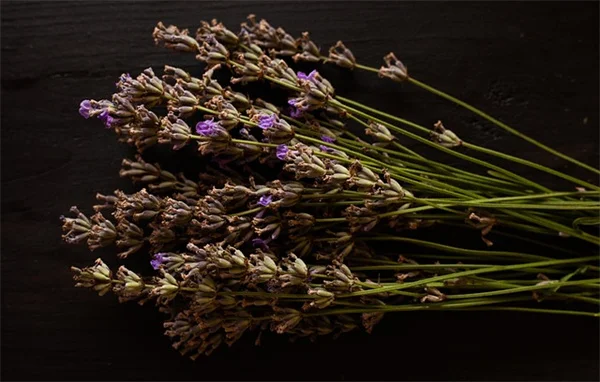 秋の観葉植物ケア：今すぐやるべき7つのこと