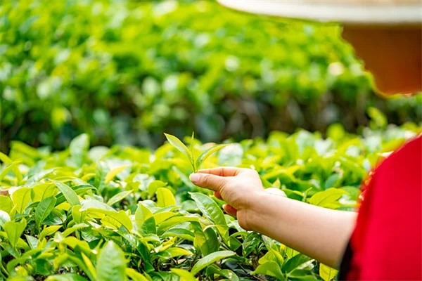 秋の観葉植物ケア：今すぐやるべき7つのこと