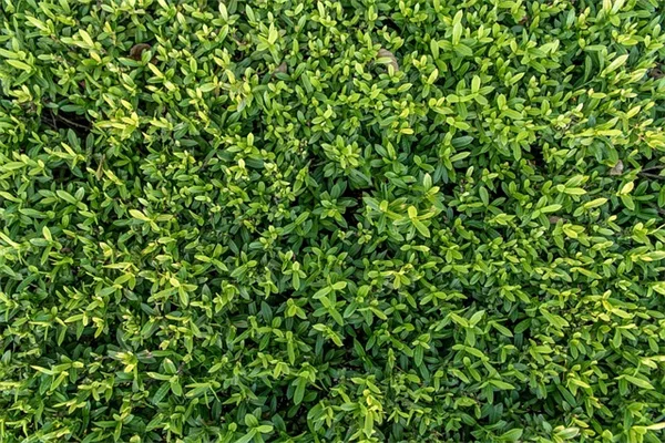 早く育つ種おすすめ20選！発芽を早める実践テクニック