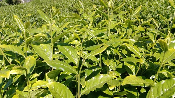 植物に名前をつける、実践者が教える愛情が湧く付け方のコツ