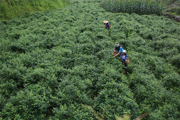 植物に名前をつける、実践者が教える愛情が湧く付け方のコツ